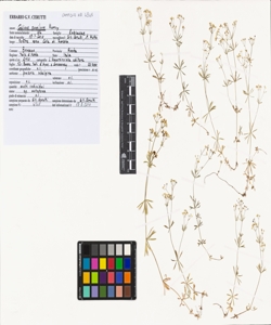 Galium pumilum Murray