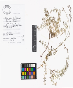 Galium lucidum All. s.l.