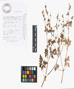 Geranium purpureum Vill.