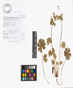 Geranium pyrenaicum Burm. f. subsp. pyrenaicum