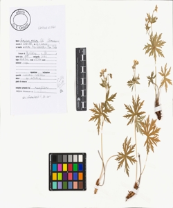 Geranium rivulare Vill.