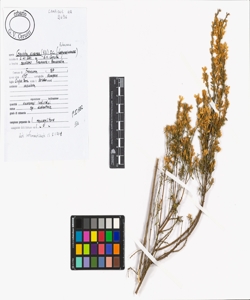 Genista cinerea (Vill.) DC.