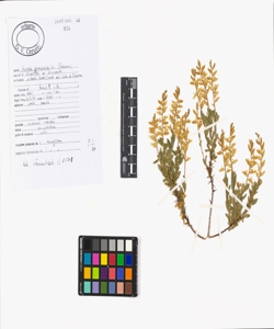 Genista germanica L.