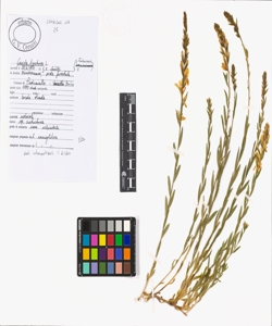 Genista tinctoria L.