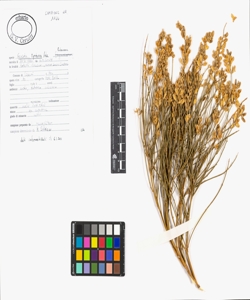 Genista tyrrhena Vals.