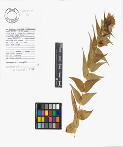 Gentiana asclepiadea L.