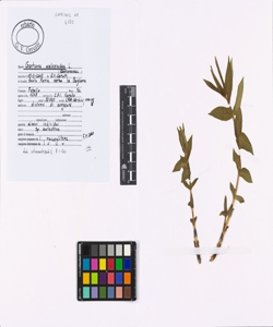 Gentiana asclepiadea L.