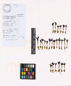 Gentiana brachyphylla Vill. subsp. brachyphylla