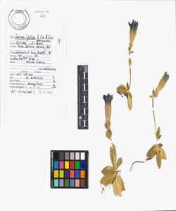 Gentiana ligustica R. Vilm. & Chop.