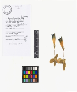 Gentiana ligustica R. Vilm. & Chop.