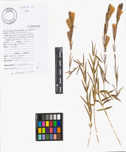 Gentiana pneumonanthe L. subsp. pneumonanthe