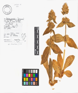 Gentiana punctata L.