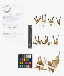 Gentiana terglouensis Hacq. subsp. schleicheri (Vacc.) Tutin