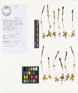 Gentiana verna L. subsp. verna