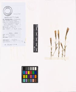 Gentianopsis ciliata (L.) Ma subsp. ciliata