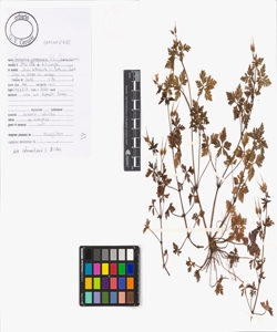 Geranium purpureum Vill.