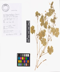 Geranium rotundifolium L.