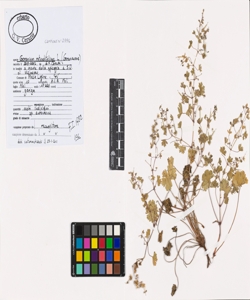 Geranium rotundifolium L.