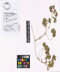 Geranium rotundifolium L.