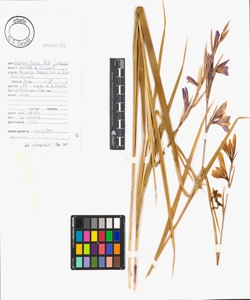 Gladiolus italicus Mill.