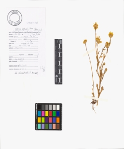 Glebionis segetum (L.) Fourr.