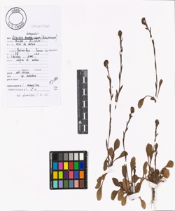 Globularia bisnagarica L.