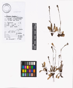 Globularia bisnagarica L.