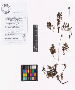 Globularia cordifolia L.