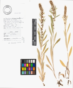 Gnaphalium norvegicum Gunnerus