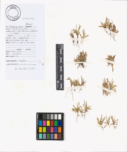 Gnaphalium supinum L.