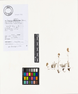 Gnaphalium supinum L.