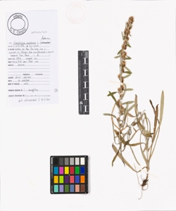 Gnaphalium sylvaticum L.