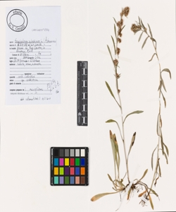 Gnaphalium sylvaticum L.