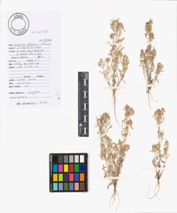 Gnaphalium uliginosum L. subsp. uliginosum