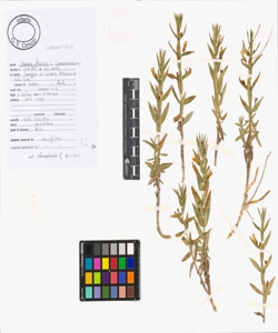 Gratiola officinalis L.