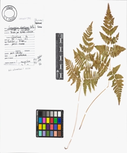 Gymnocarpium robertianum (Hoffm.) Newman