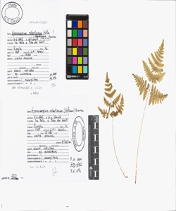 Gymnocarpium robertianum (Hoffm.) Newman