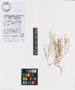 Gypsophila muralis L.