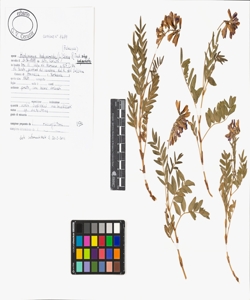 Hedysarum hedysaroides (L.) Schinz & Thell. subsp. hedysaroides