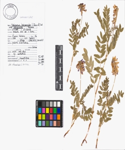 Hedysarum hedysaroides (L.) Schinz & Thell. subsp. hedysaroides