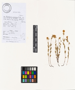 Helianthemum nummularium (L.) Mill. subsp. grandiflorum (Scop.) Schinz & T