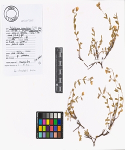 Helianthemum nummularium (L.) Mill. subsp. grandiflorum (Scop.) Schinz & T