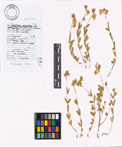 Helianthemum nummularium (L.) Mill. subsp. grandiflorum (Scop.) Schinz & T