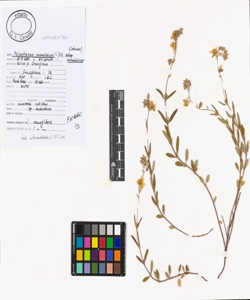 Helianthemum nummularium (L.) Mill. subsp. nummularium