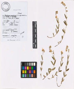 Helianthemum nummularium (L.) Mill. subsp. nummularium