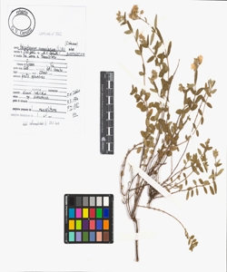 Helianthemum nummularium (L.) Mill. subsp. nummularium