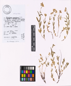 Helianthemum nummularium (L.) Mill. subsp. nummularium