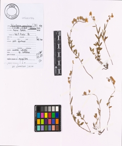 Helianthemum nummularium (L.) Mill. subsp. obscurum (Celak.) Holub