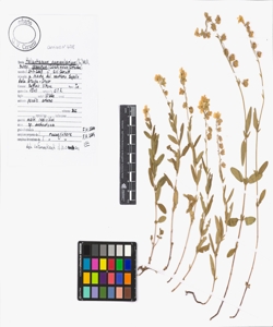 Helianthemum nummularium (L.) Mill. subsp. obscurum (Celak.) Holub