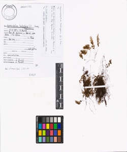 Hymenophyllum tunbrigense (L.) Sowerby